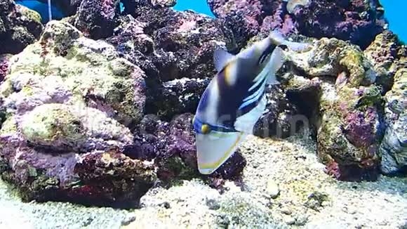 两条暗礁鱼在水里游泳视频的预览图
