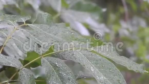 雨下的胡桃树视频的预览图