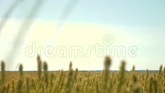 绿色麦田和晴天慢动作视频农业概念视频的预览图
