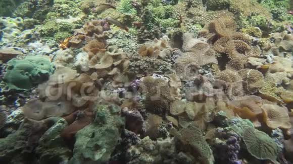 海洋水族箱中的蚜虫视频的预览图