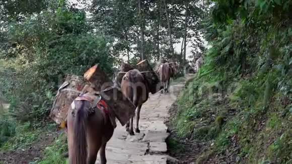 尼泊尔喜马拉雅山的Mule火车运载货物视频的预览图