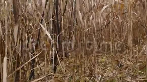 波夫在芦苇丛中慢慢移动稳定的凸轮镜头视频的预览图