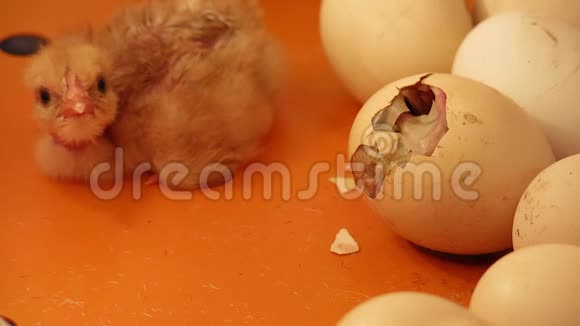 鸡从壳里孵出孵出的小鸡坐在孵化器里的鸡蛋旁边视频的预览图