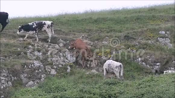 奶牛爬岩石坡视频的预览图