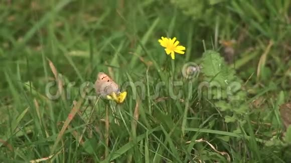 一朵花上的小铜蝴蝶视频的预览图