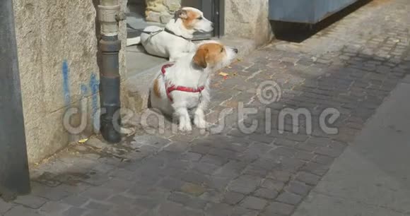 两只狗在精品店附近等主人视频的预览图
