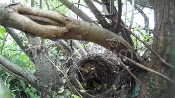 空鸟窝树上特写乌克兰视频的预览图