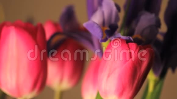 三朵旋转的粉红色郁金香和一朵紫色的花视频的预览图