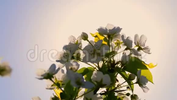 春天开花的树春天花朵美丽的柔和焦点镜头视频的预览图