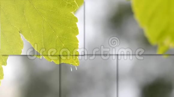 绿叶特写在模糊的灰色背景与太阳照明视频的预览图