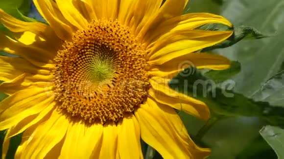 处女座阳光灿烂的花瓣特写动人视频的预览图