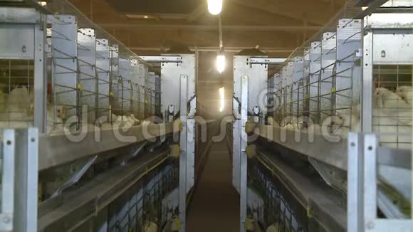 家禽农场的白鸡细胞视频的预览图