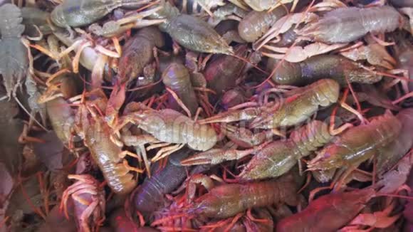 柜台鱼市场活红小龙虾视频的预览图