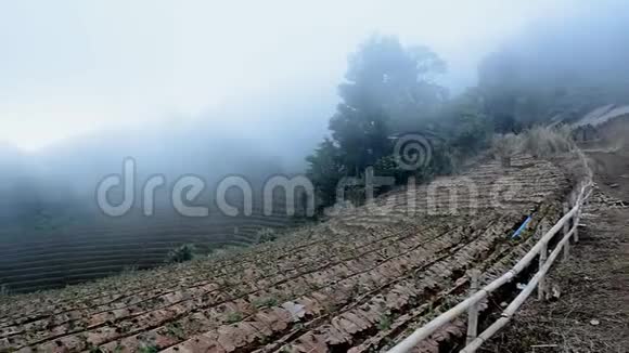 乡村艺术景观雾气弥漫的山野草莓视频的预览图