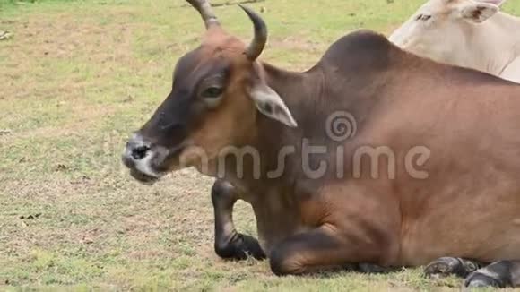 棕牛在草地草地上放松有一群牛的背景动物和哺乳动物农业和自然野生动物的概念视频的预览图