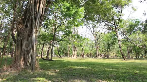 绿树成荫公园里美丽的早晨城市公园的放松点视频的预览图