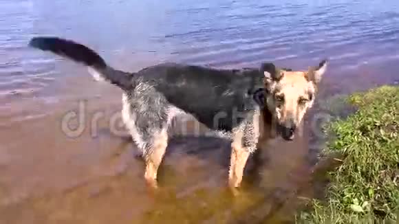 大黑狗把棍子从水里拿出来视频的预览图