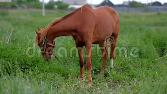 红马在农村吃草视频的预览图