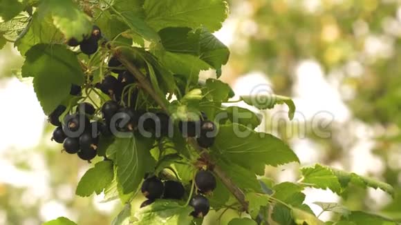 花园里有黑色成熟多汁的醋栗一种大甜的醋栗收获黑加仑树枝上美味的浆果视频的预览图