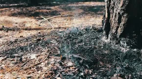 在森林里开火在松树下抽烟森林火灾问题视频的预览图