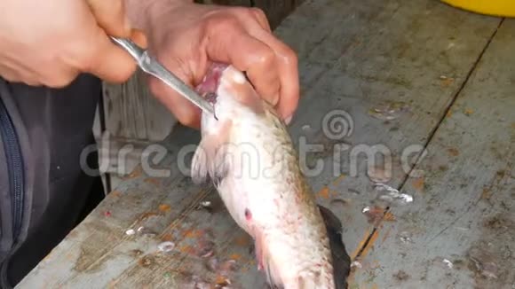 雄性渔夫的手在木制的旧桌子上割下一条大淡水鱼的肚子视频的预览图