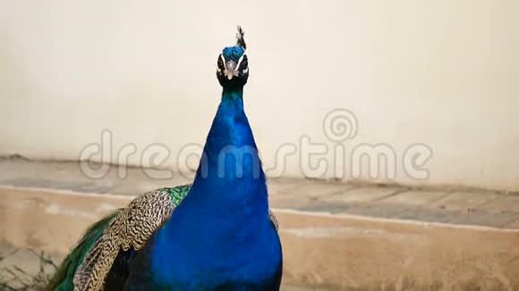 动物园里一只美丽的孔雀和五颜六色的长尾画像男皮鸟在尖叫看着镜头视频的预览图