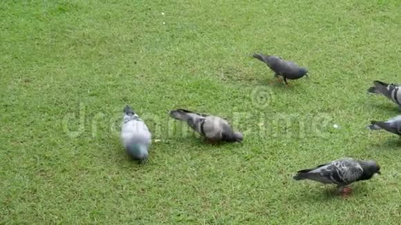 白天把吃食物的鸽子关在绿色的草坪上视频的预览图