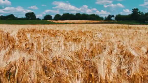 在风穗中散射在美丽的自然景观上种植小麦小穗的田野视频的预览图