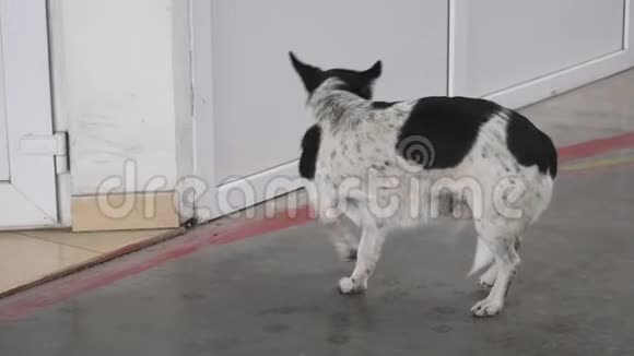 可爱的狗摇摇头奇迹视频的预览图