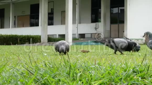 白天把吃食物的鸽子关在绿色的草坪上视频的预览图