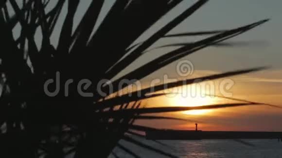 夕阳前的棕榈树枝视频的预览图