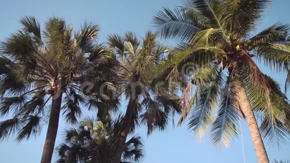 亚洲公园日落阳光透过棕榈树的绿叶照耀微风吹拂着树叶视频的预览图