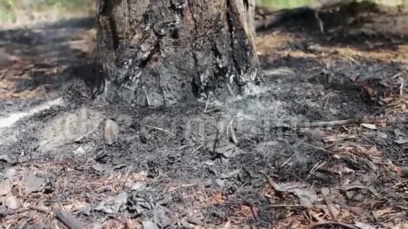 干燥的树叶和针叶在森林的树下冒烟森林火灾威胁视频的预览图