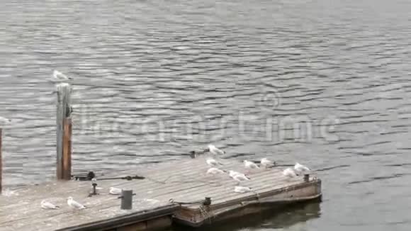 许多河海鸥坐在河边的码头上视频的预览图