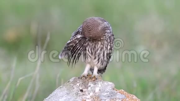 一只小猫头鹰站在石头上视频的预览图