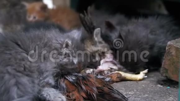 无家可归的小猫在街上吃一只捕鸟慢动作视频的预览图