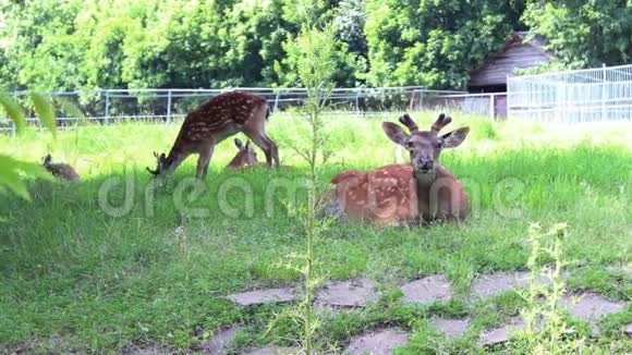 动物园里群鹿的足迹视频的预览图
