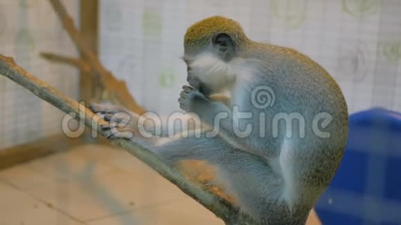 猴子坐在树上吃猕猴桃视频的预览图