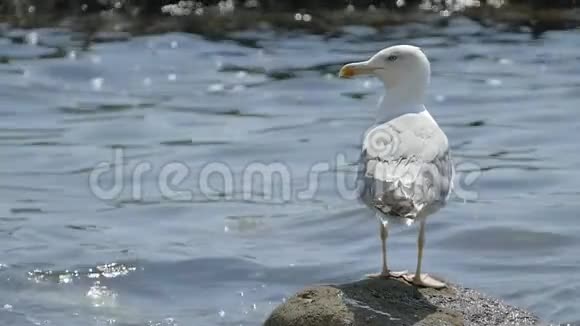 海鸥坐在海前海草岩上慢动作视频的预览图
