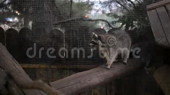 动物园酒吧后面的浣熊视频的预览图