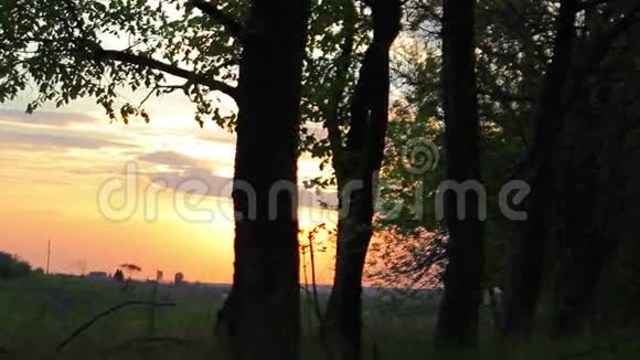夕阳下的森林树木和草地的轮廓视频的预览图