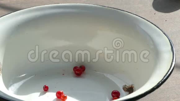 红醋栗放在碗里视频的预览图