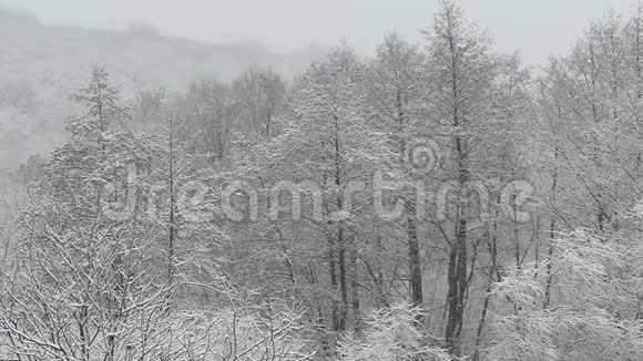 大雪纷飞冬天白雪覆盖的森林雪花飞舞视频的预览图