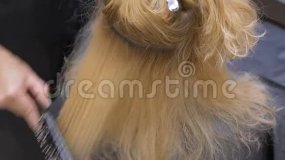 一位发型师理发师用吹风机给一位金发女人梳头视频的预览图