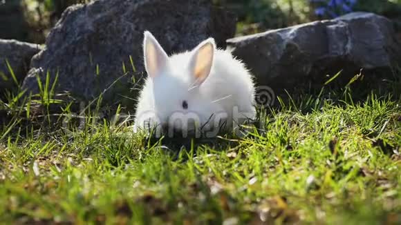 春天绿草上的复活节白兔视频的预览图