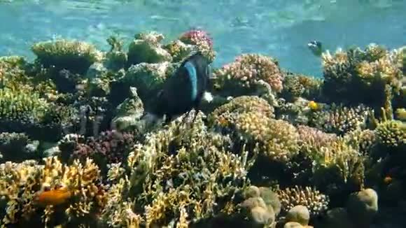 黑鲟在红海水下游泳视频的预览图