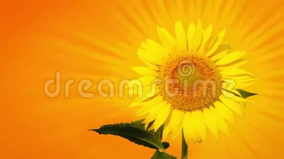 太阳花和太阳花视频的预览图