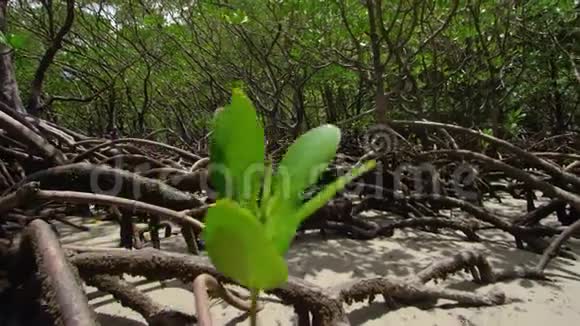 一种被红树林包围的植物的近距离拍摄视频的预览图