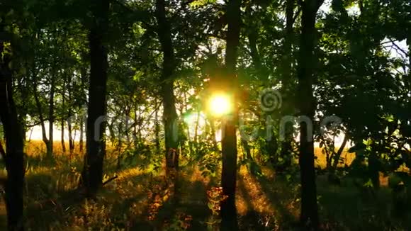 日落时绿林树阳光灿烂的夕阳火炬视频的预览图