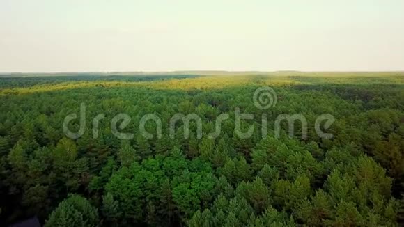 绿色树林的全景视频的预览图